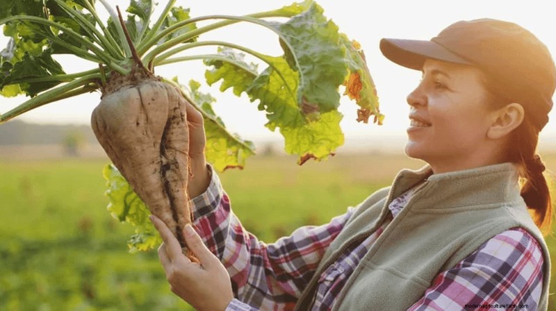 Growing and Selling Beet Seeds: A Profitable Farming Guide