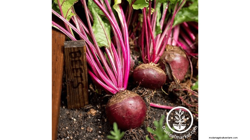 Growing and Selling Beet Seeds: A Profitable Farming Guide