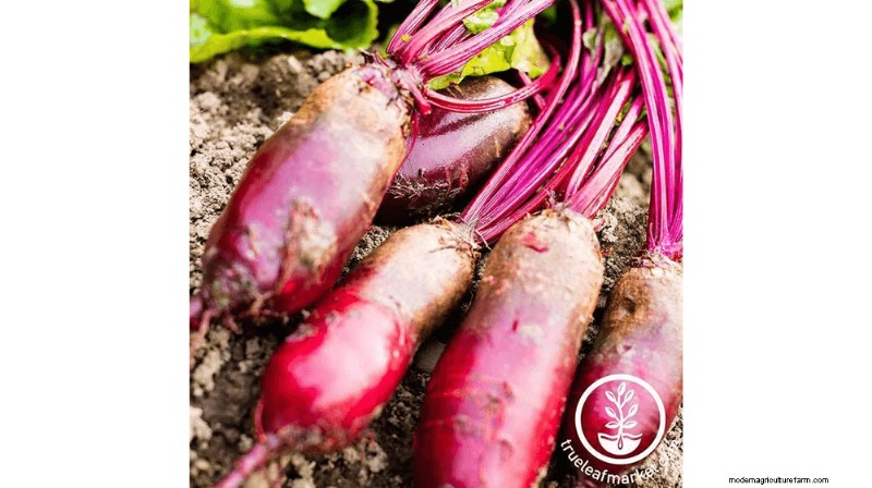 Growing and Selling Beet Seeds: A Profitable Farming Guide