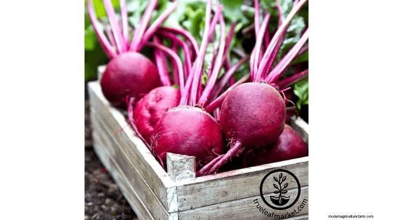 Growing and Selling Beet Seeds: A Profitable Farming Guide