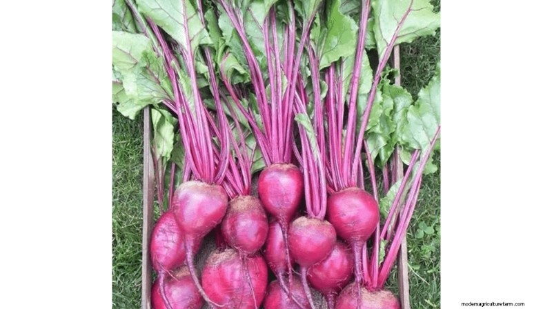 Growing and Selling Beet Seeds: A Profitable Farming Guide