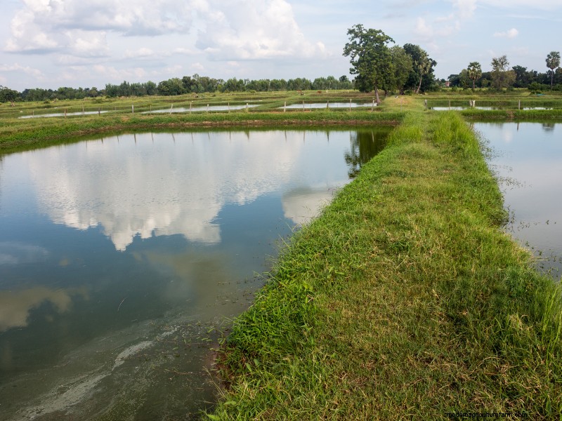 Starting a Crawfish Farm: A Step-by-Step Guide to Success