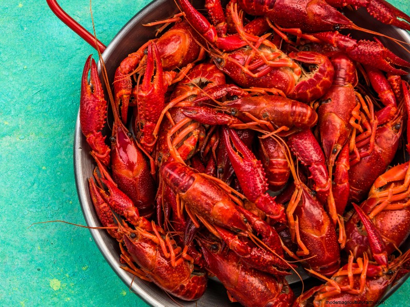 Starting a Crawfish Farm: A Step-by-Step Guide to Success