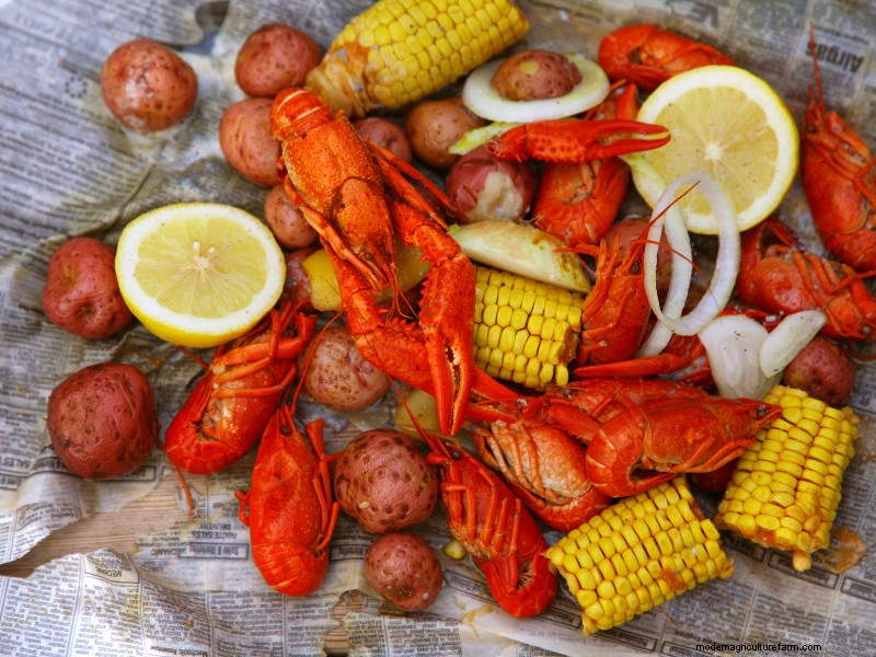 Starting a Crawfish Farm: A Step-by-Step Guide to Success