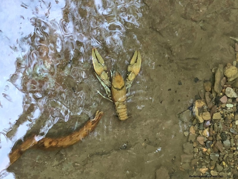 Starting a Crawfish Farm: A Step-by-Step Guide to Success
