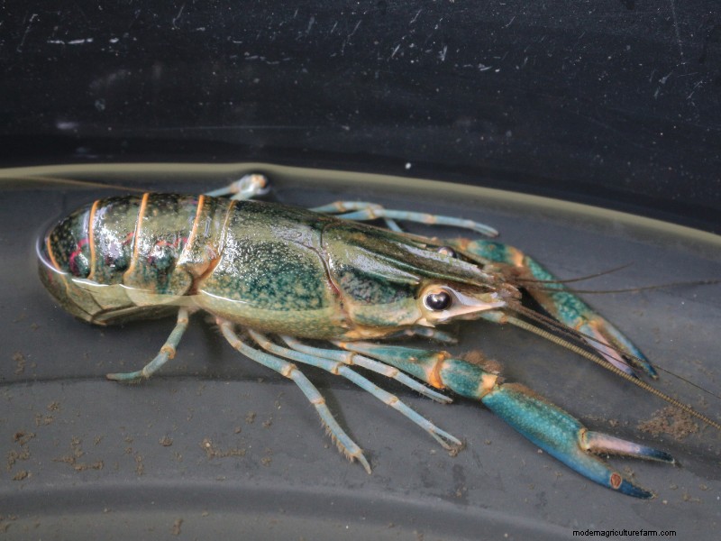 Starting a Crawfish Farm: A Step-by-Step Guide to Success