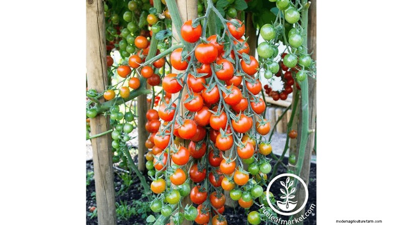 Grow & Sell Cherry Tomatoes: A Profitable Guide to High-Yield Varieties