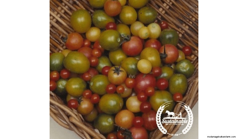 Grow & Sell Cherry Tomatoes: A Profitable Guide to High-Yield Varieties