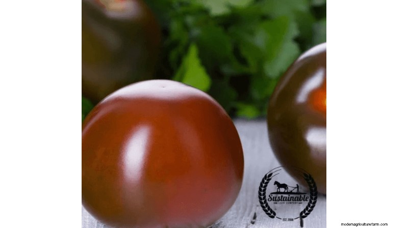 Grow & Sell Cherry Tomatoes: A Profitable Guide to High-Yield Varieties