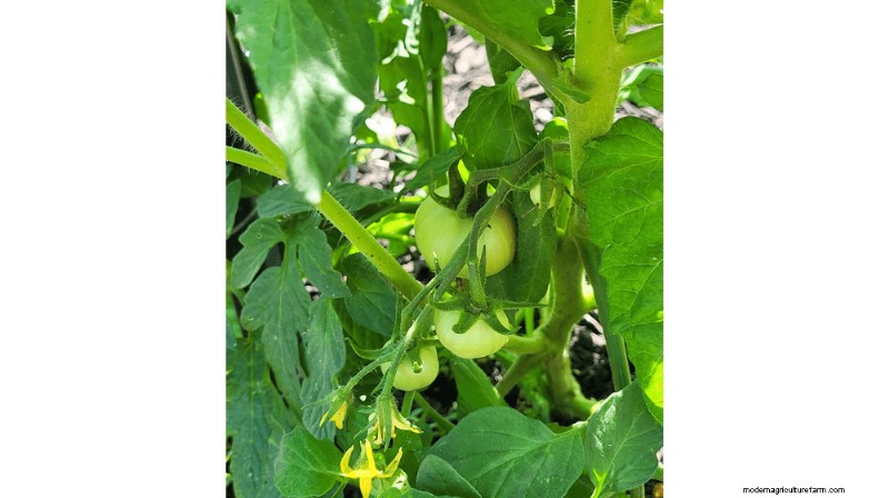 Grow & Sell Cherry Tomatoes: A Profitable Guide to High-Yield Varieties