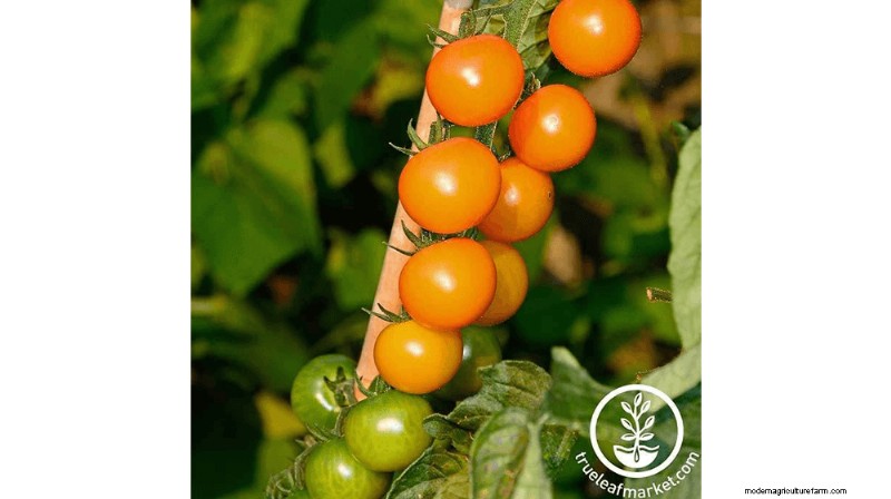Grow & Sell Cherry Tomatoes: A Profitable Guide to High-Yield Varieties