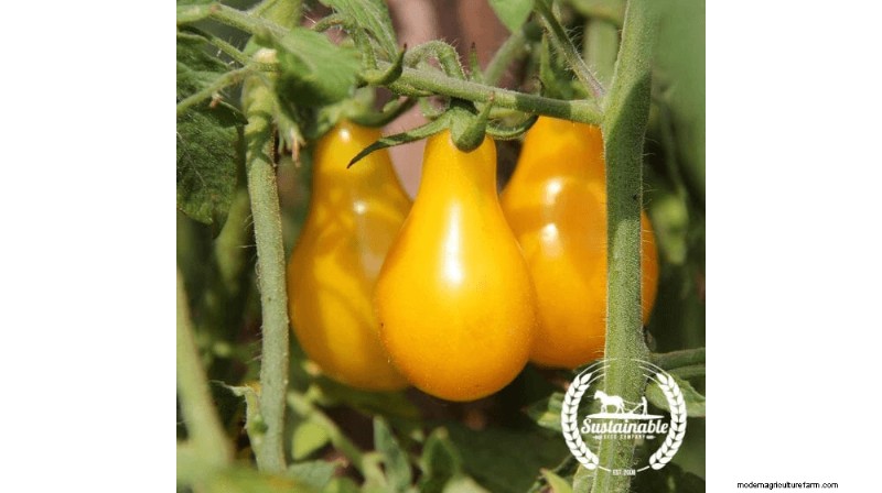 Grow & Sell Cherry Tomatoes: A Profitable Guide to High-Yield Varieties