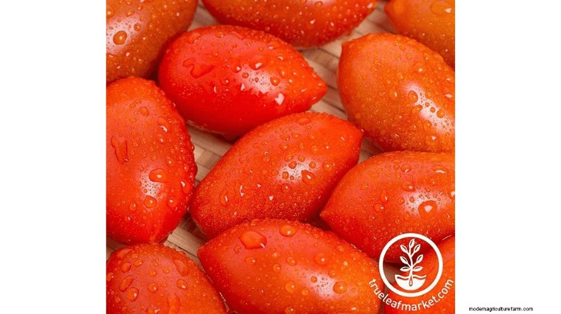 Grow & Sell Cherry Tomatoes: A Profitable Guide to High-Yield Varieties
