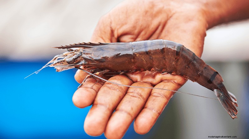 Starting a Shrimp Farm: A Comprehensive Guide for Beginners