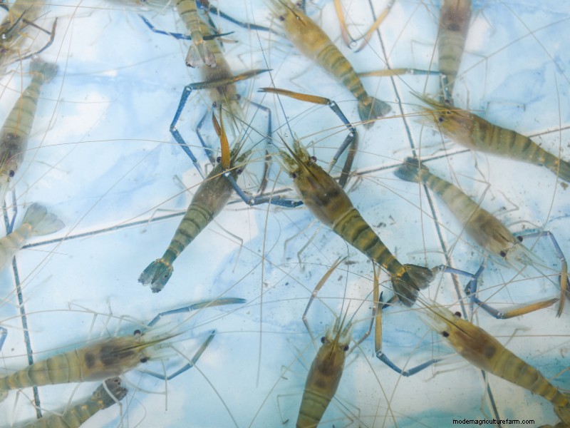 Starting a Shrimp Farm: A Comprehensive Guide for Beginners