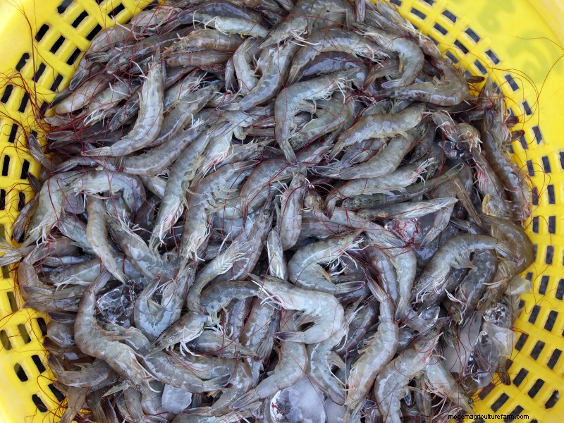 Starting a Shrimp Farm: A Comprehensive Guide for Beginners