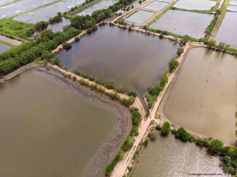 Starting a Shrimp Farm: A Comprehensive Guide for Beginners