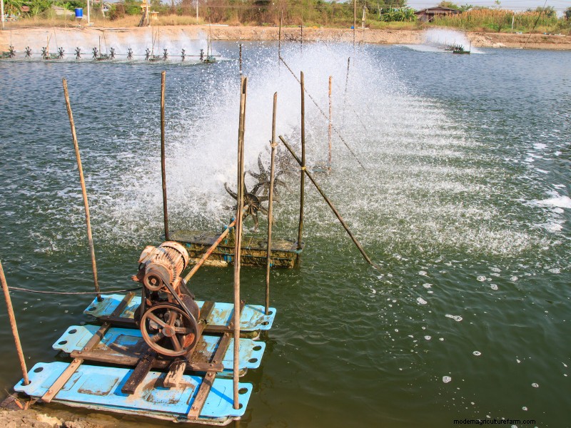 Starting a Shrimp Farm: A Comprehensive Guide for Beginners