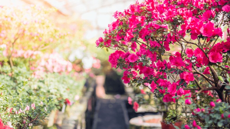 Starting a Flower Farm: A Comprehensive Guide for Beginners & Experienced Growers
