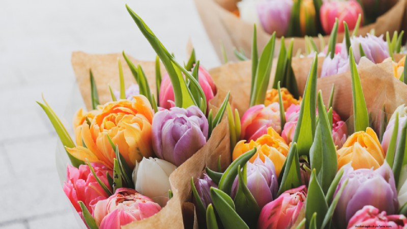 Starting a Flower Farm: A Comprehensive Guide for Beginners & Experienced Growers