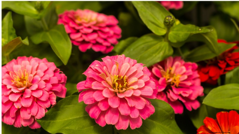 Starting a Flower Farm: A Comprehensive Guide for Beginners & Experienced Growers