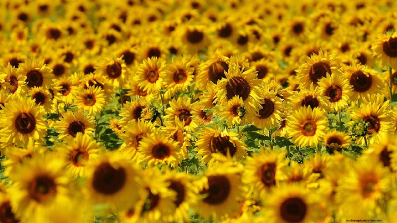 Starting a Flower Farm: A Comprehensive Guide for Beginners & Experienced Growers