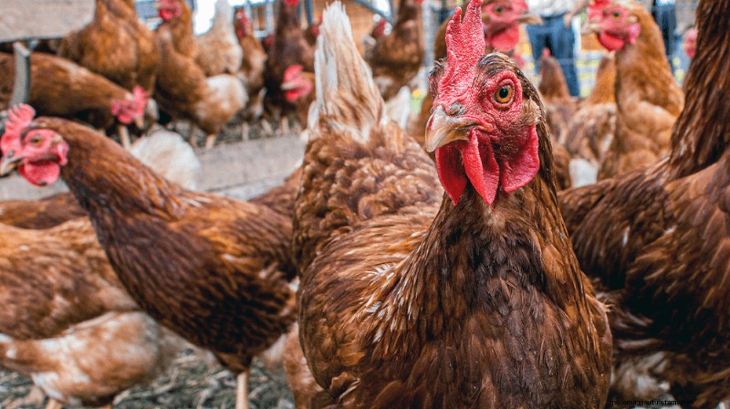Starting a Chicken Farm: A Comprehensive Guide for Beginners