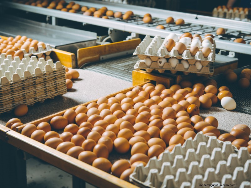 Starting a Chicken Farm: A Comprehensive Guide for Beginners