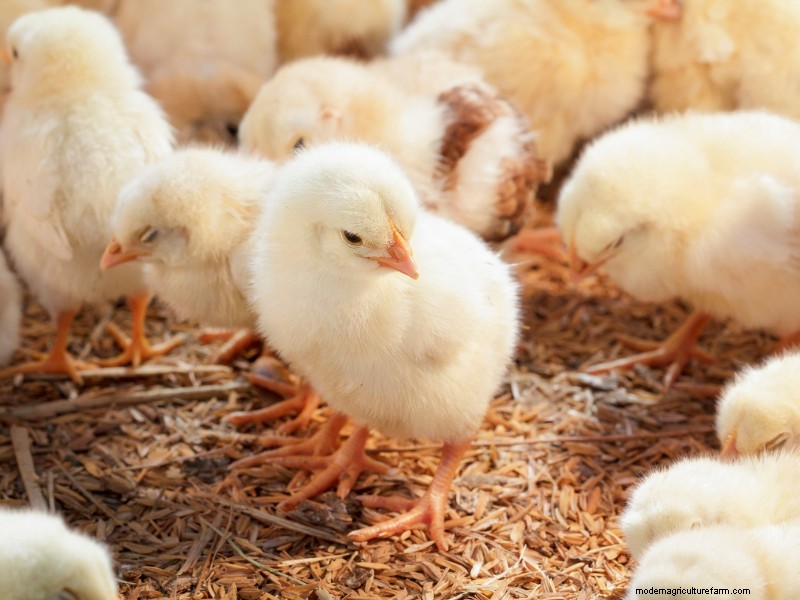 Starting a Chicken Farm: A Comprehensive Guide for Beginners