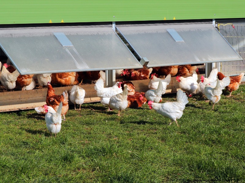 Starting a Chicken Farm: A Comprehensive Guide for Beginners