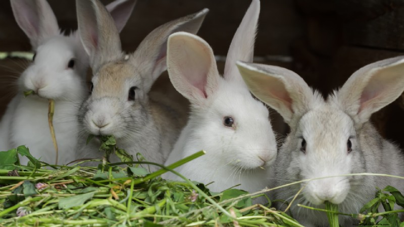 Starting a Rabbit Farm: A Comprehensive Guide for Beginners