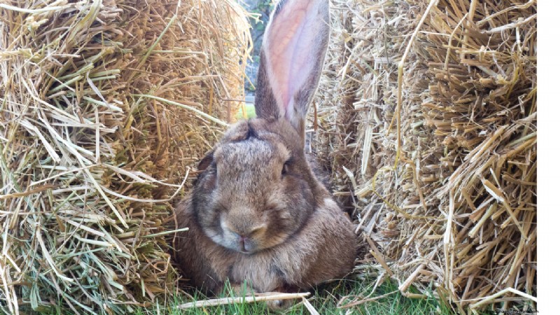 Starting a Rabbit Farm: A Comprehensive Guide for Beginners