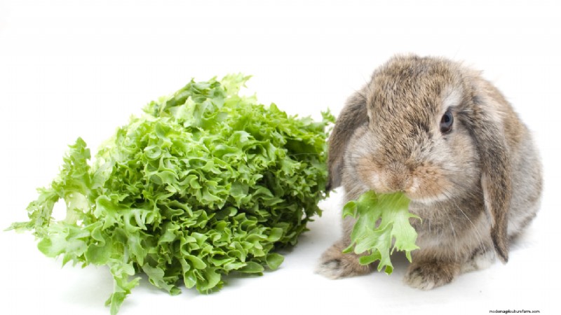 Starting a Rabbit Farm: A Comprehensive Guide for Beginners