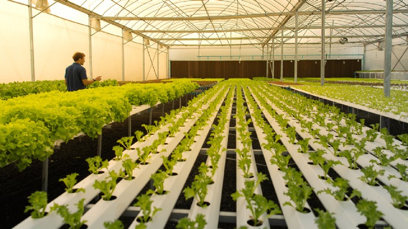 Hydroponics Farming: A Beginner s Guide for Small Businesses