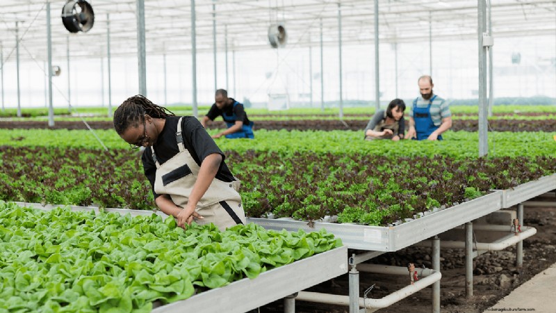 Hydroponics Farming: A Beginner s Guide for Small Businesses
