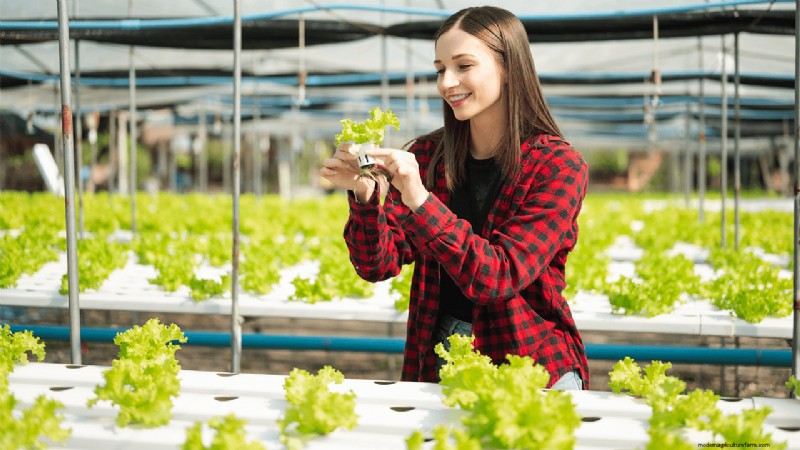 Hydroponics Farming: A Beginner s Guide for Small Businesses