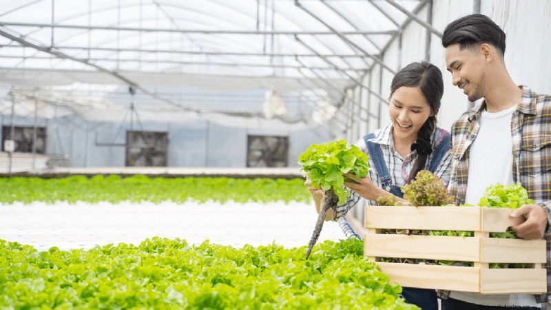 Hydroponics Farming: A Beginner s Guide for Small Businesses