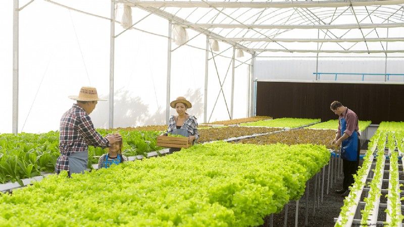 Hydroponics Farming: A Beginner s Guide for Small Businesses