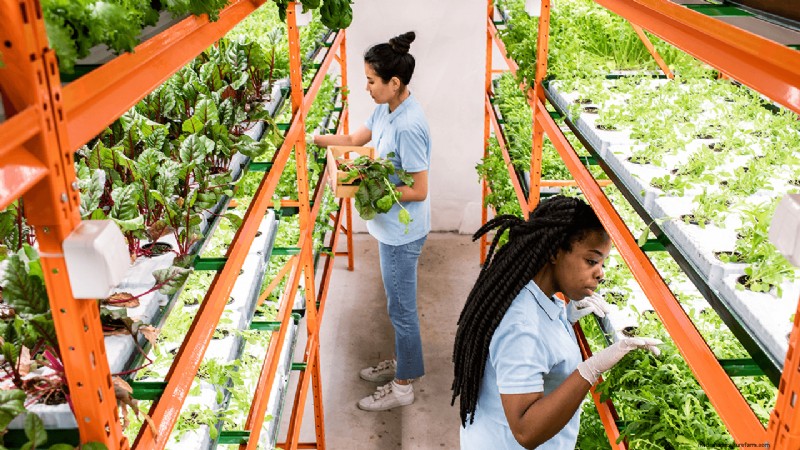 Hydroponics Farming: A Beginner s Guide for Small Businesses