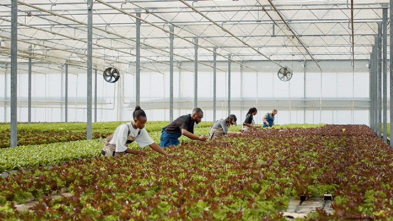 Hydroponics Farming: A Beginner s Guide for Small Businesses