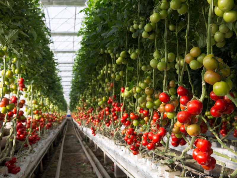 Beginner s Guide to Profitable Tomato Farming