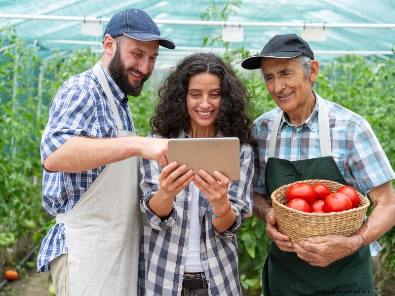 Beginner s Guide to Profitable Tomato Farming