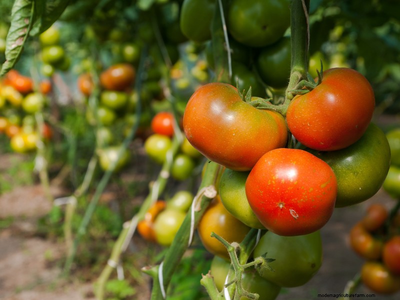 Beginner s Guide to Profitable Tomato Farming