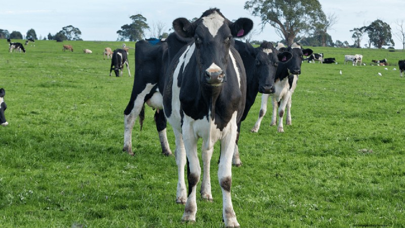 Organic Dairy Farming: A Comprehensive Guide to Starting Your Farm