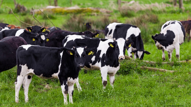 Organic Dairy Farming: A Comprehensive Guide to Starting Your Farm