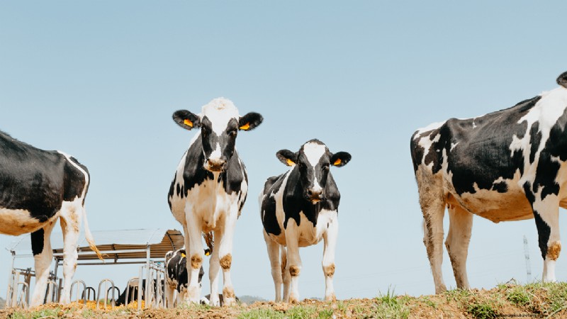Organic Dairy Farming: A Comprehensive Guide to Starting Your Farm