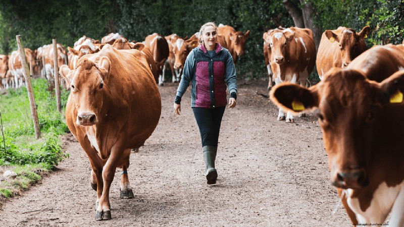 Organic Dairy Farming: A Comprehensive Guide to Starting Your Farm