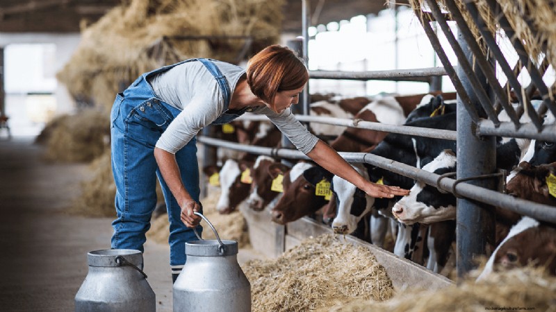 Organic Dairy Farming: A Comprehensive Guide to Starting Your Farm