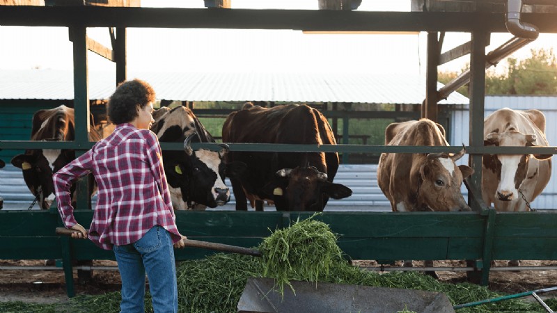 Organic Dairy Farming: A Comprehensive Guide to Starting Your Farm
