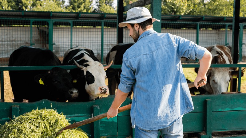 Organic Dairy Farming: A Comprehensive Guide to Starting Your Farm